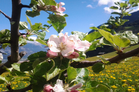 Wanderfrühling am Dolthof in Weerberg